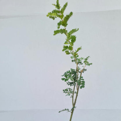 Colutea arborescens / Blasenstrauch arborescens