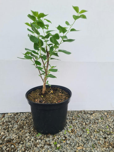 Prunus mahaleb / Steinweichsel