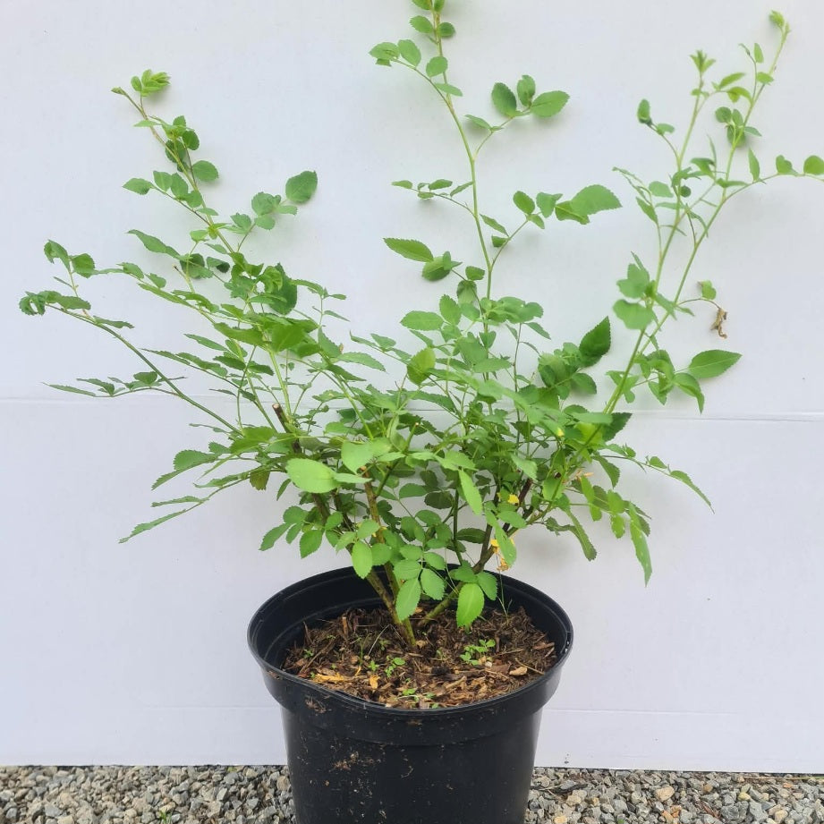Rosa arvensis / Feldrose