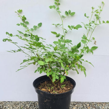 Rosa arvensis / Feldrose