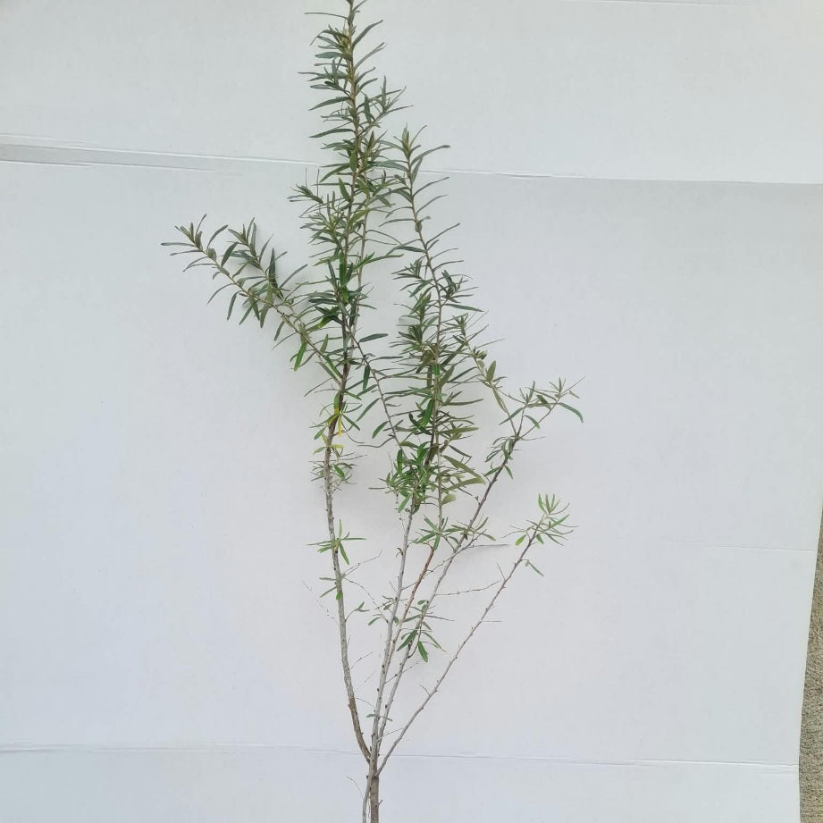 Hippophae rhamnoides / Sanddorn