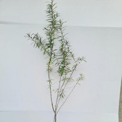 Hippophae rhamnoides / Sanddorn
