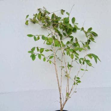 Lonicera xylosteum / Gemeine Heckenkirsche