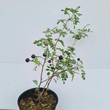 Rosa pimpinellifolia / Pimpernell-Rose