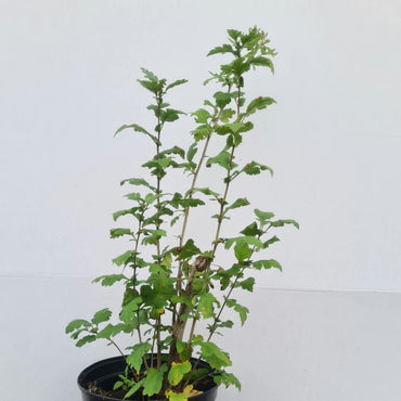 Crataegus monogyna / Eingriffeliger Weißdorn