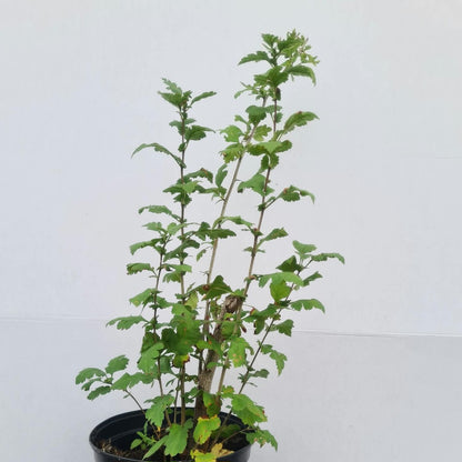 Crataegus monogyna / Eingriffeliger Weißdorn