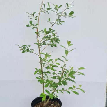 Salix cinerea / Aschweide