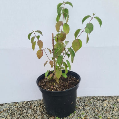 Cornus sanguinea / Roter Hartriegel