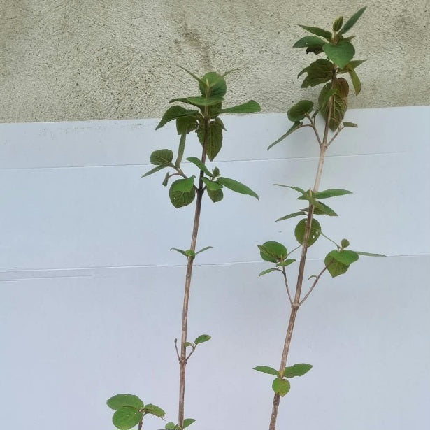 Viburnum lantana / Wolliger Schneeball