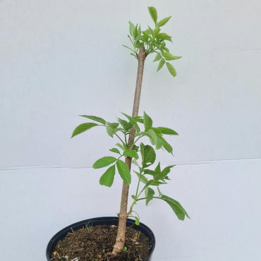 Sambucus nigra / Schwarzer Holunder