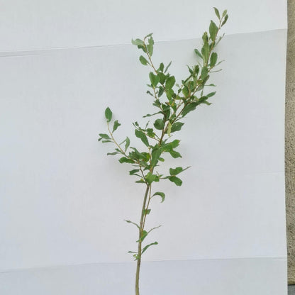 Salix aurita / Ohrweide