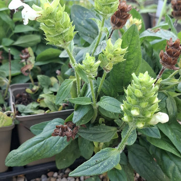 Prunella grandiflora alba / Großblütige Braunelle 'Alba'