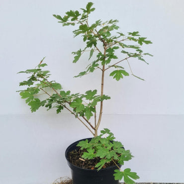 Acer campestre / Feldahorn