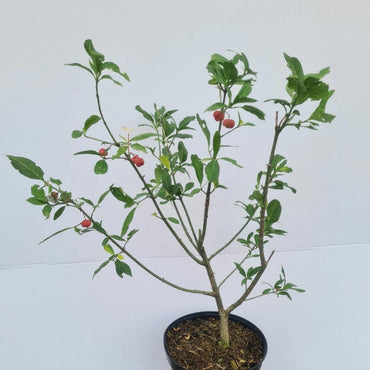 Euonymus europaeus / Pfaffenhütchen
