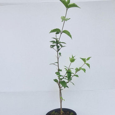 Cornus mas / Kornelkirsche