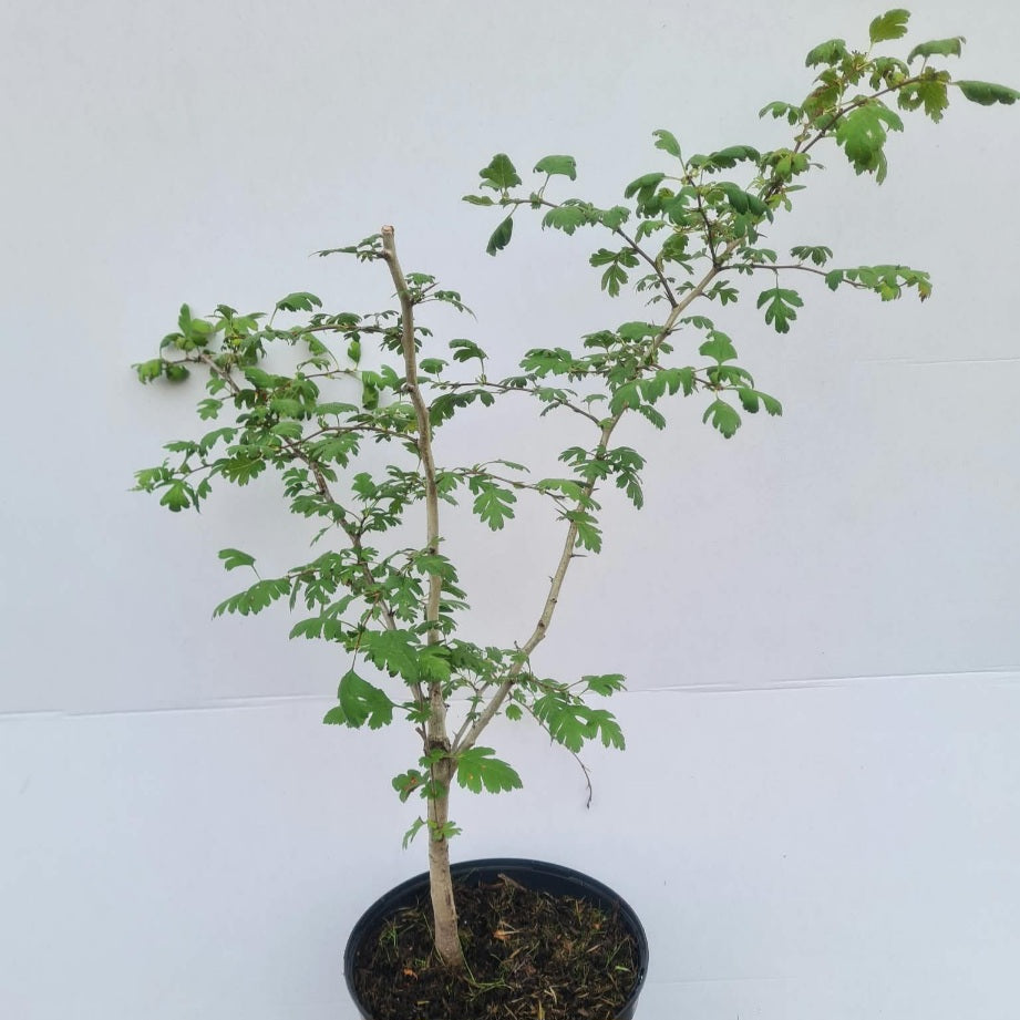 Crataegus laevigata / Zweigriffliger Weißdorn