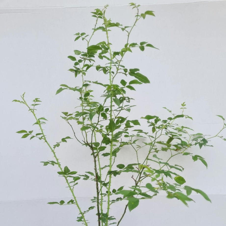 Rosa canina / Hundsrose