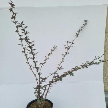 Berberis vulgaris / Sauerdorn