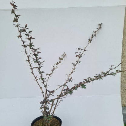 Berberis vulgaris / Sauerdorn