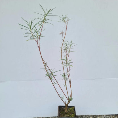 Salix rosmarinifolia / Rosmarinweide