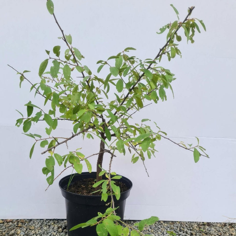 Prunus spinosa  / Schlehe