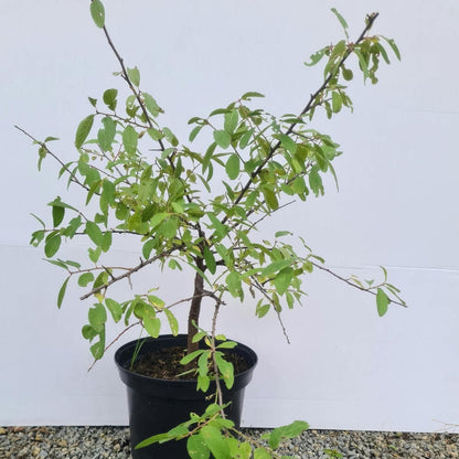 Prunus spinosa  / Schlehe