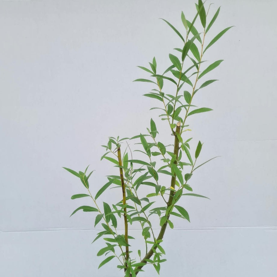 Salix triandra / Mandelweide