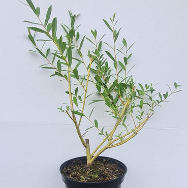 Salix purpurea / Purpurweide