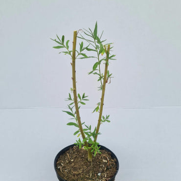 Salix viminalis / Korbweide