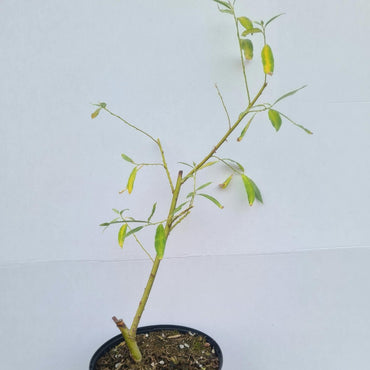 Salix caprea / Salweide