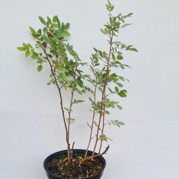 Rosa glauca / Bereifte Rose