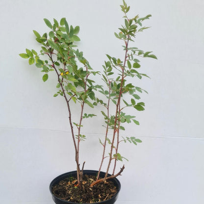 Rosa glauca / Bereifte Rose