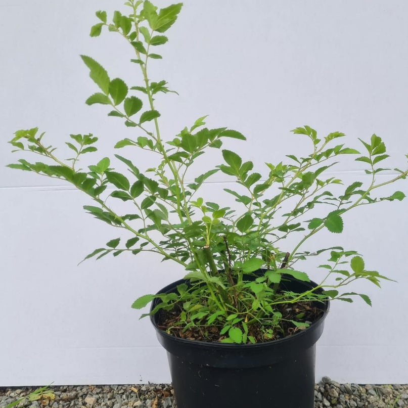 Rosa glauca / Bereifte Rose