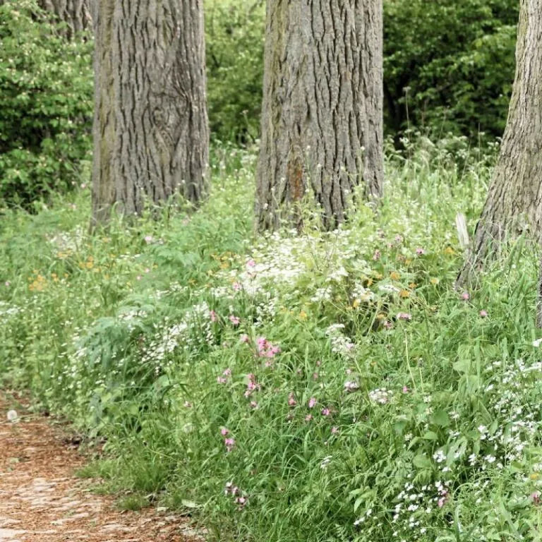 Schattensaum Saatgutmischung – Produktbild, heimische Wildpflanze, Saatgutmischung, naturnaher Garten