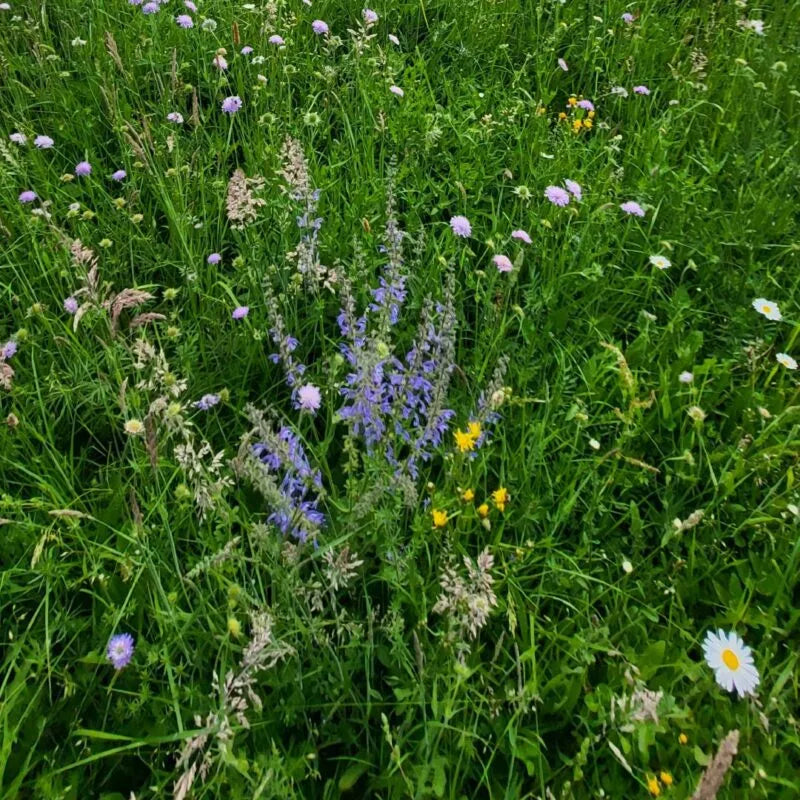 artenreiche Blühwiese frisch 100% Blumen Saatgutmischung – Produktbild, heimische Wildpflanze, Saatgutmischung, naturnaher Garten