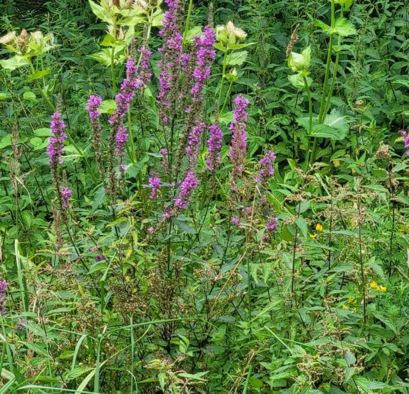 Ufer- und Teichsaum Saatgutmischung – Produktbild, heimische Wildpflanze, Saatgutmischung, naturnaher Garten